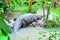 Enormous crocodile Belize Zoo