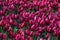 Enormous field of red and white tulips