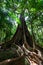 Enormous fig tree roots in a temperate rainforest.