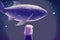 Enormous fish levitating in nocturnal heavens over small child