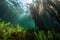 enormous kelp forest, with schools of colorful fish swimming among the fronds