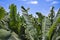 Enormous leaves of banana plantation at La Palma