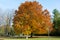 Enormous Maple Tree in Full Fall Colour