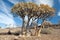 Enormous quiver trees in South African landscape