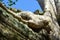 Enormous roots of a tree growing over a stone wall.