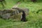 Enormous stone in a park