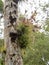 enormous tangle of bromelides of the genus Tillandsia. Mayan city of Tikal Park, Guatemala