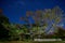 Enormous tree in front of hut under stars