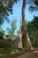 Enormous tree growing over the ruins of Ta Prohm temple in Angkor Wat complex, near Siem Reap, Cambodia.