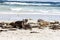 Enraged Australian Sea Lion running after another sea lion Neophoca cinerea on Kangaroo Island beach, South Australia , Seal bay