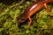 Ensatina salamander (Ensatina eschscholtzii)