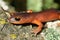 Ensatina salamander (Ensatina eschscholtzii)