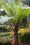 Ensete banana bush in garden Ensete maurelli . Plant with big red leaves