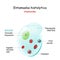 Entamoeba histolytica. Anatomy of Unicellular organism