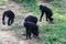 Entebbe zoo along lake Victoria in Uganda