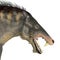 Entelodon Mammal Head