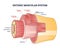 Enteric muscular system in gut wall of the small intestine outline diagram