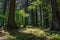 Entering morning lights in the beautiful intact pine forest