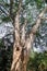 Enterolobium cyclocarpum guanacaste, caro caro, or elephant-ear tree in Royal Botanic Gardens near Kandy, Sri Lan