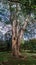 Enterolobium cyclocarpum guanacaste, caro caro, or elephant-ear tree in Royal Botanic Gardens near Kandy, Sri Lan