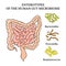 ENTEROTYPES OF THE HUMAN GUT MICROBIOME Medicine Illustration