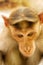 Entertaining portraits of Indian monkey