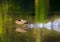 Entertaining Shot of Mallard Duck Taking Off of a Calm Lake