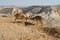 Entertainment of young Nubian ibexes Capra nubiana sinaitica in Negev desert of southern Israel