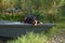An enthralling Entlebucher Mountain Dog enjoys a serene moment aboard a boat