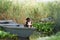 An enthralling Entlebucher Mountain Dog enjoys a serene moment aboard a boat