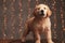 Enthusiastic golden retriever puppy looking up and playing