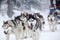 Enthusiastic team of dogs in a dog sledding race.