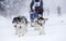 Enthusiastic team of dogs in a dog sledding race.