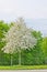 entire apple tree full with white apple blossoms in a grass and dandelions field