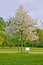 Entire apple tree full with white apple blossoms in a grass and dandelions field