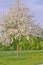 Entire apple tree full with white apple blossoms in a grass and dandelions field