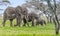 Entire Elephant Family during the daytime