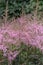 Entire-leaved Astilbe simplicifolia Hennie Graafland, pale-pink flowering plant