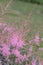 Entire-leaved Astilbe simplicifolia Hennie Graafland, pale-pink flowers