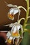 Almost Entire Lip Coelogyne Orchid