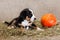 Entleboucher Sennenhund puppy lies in the hay with an orange pumpkin