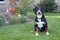 Entlebucher mountain dog, entlebucher sennhund