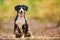 Entlebucher sennenhund outdoors on autumn leaves. Loyal pet friend