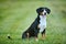 Entlebucher sennenhund outdoors on grass. Loyal pet friend