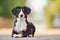 Entlebucher sennenhund outdoors on grass. Loyal pet friend