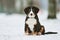 Entlebucher sennenhund puppy in winter. Loyal pet friend