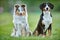 Entlebucher sennenhund and sheltie outdoors on grass. Pet friends