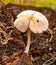 Entoloma family