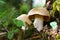 Entoloma sinuatum mushroom