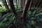 Entrance of the dark forest at Terceira island, Azores